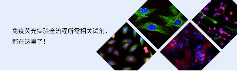 荧光标记原理.png