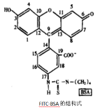 荧光标记牛血清白蛋白.png