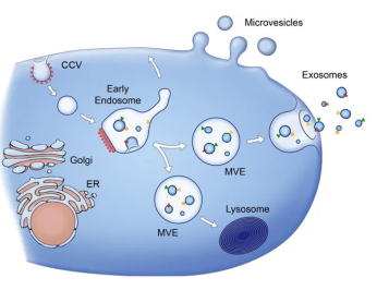 杏彩体育平台
生物提供外泌体（Exosome）电镜DLS/NTA粒径分析表征电镜测定服务.png