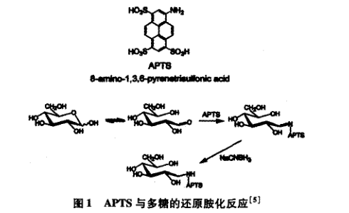 荧光标记单糖和寡糖