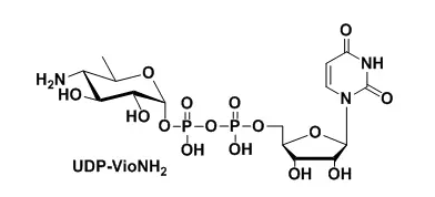 UDP-VioNH2,氨基功能化修饰尿苷二磷酸 UDP-VioNH2,氨基功能化修饰尿苷二磷酸