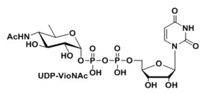 UDP-VioNAc,UDP-ManNAcA,Uridine 5′-diphospho-N-acetyl-D-mannosaminuronic acid Disodium Saltÿ UDP-VioNAc,UDP-ManNAcA,Uridine 5′-diphospho-N-acetyl-D-mannosaminuronic acid Disodium Saltÿ