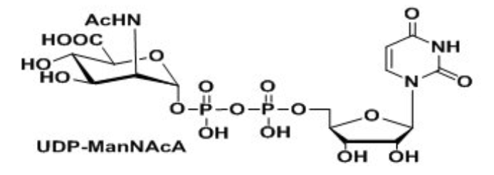 UDP-VioNAc,UDP-ManNAcA,Uridine 5′-diphospho-N-acetyl-D-mannosaminuronic acid Disodium Saltÿ UDP-VioNAc,UDP-ManNAcA,Uridine 5′-diphospho-N-acetyl-D-mannosaminuronic acid Disodium Saltÿ