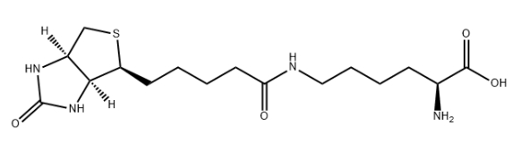 Biocytin