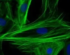 西安杏彩体育平台
生物提供pH敏感白蛋白纳米粒定制服务