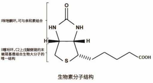 生物素标记玻片定制服务