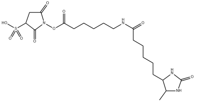 SULFO-NHS-LC-脱硫生物素 SULFO-NHS-LC-脱硫生物素