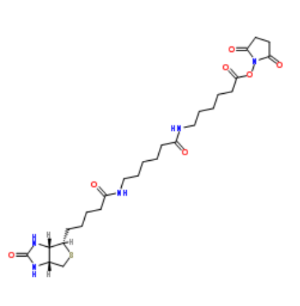 Biotin-LC-LC-NHS 