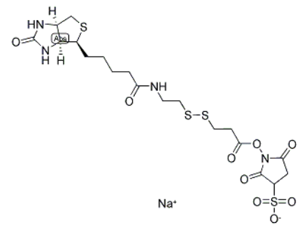 NHS-SS-biotin NHS-SS-biotin