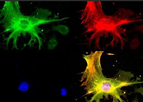荧光标记多肽定制技术（Fluorescent-labeled Peptide）-西安杏彩体育平台
生物