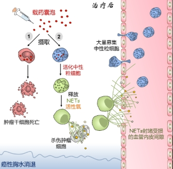 紫杉醇小分子前体药物定制技术-西安杏彩体育平台
生物提供