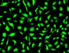 FITC-卵白蛋白（Ovalbumin）定制合成技术-西安杏彩体育平台
生物