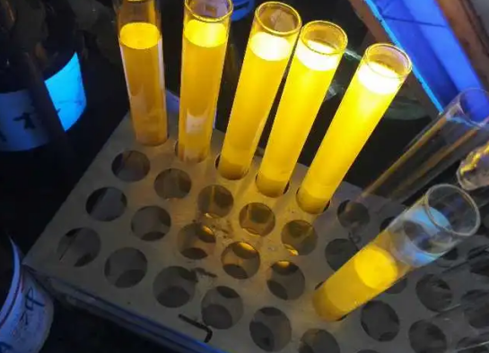 FITC-酵母多糖 绿色荧光标记酵母多糖 FITC-Zymosan