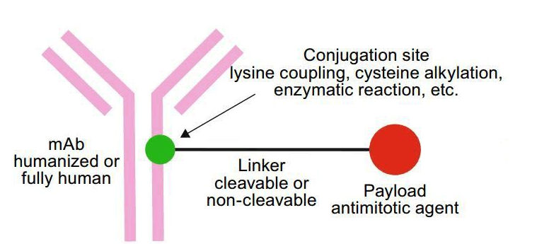​抗体药物偶联物（ADC）定制技术介绍-西安杏彩体育平台
生物